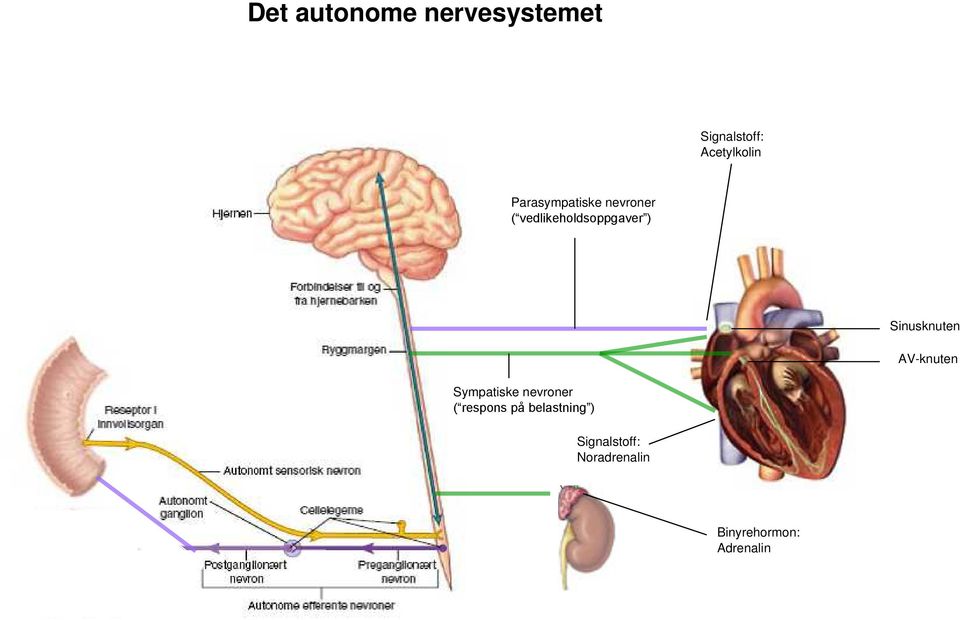 Sinusknuten AV-knuten Sympatiske nevroner ( respons på