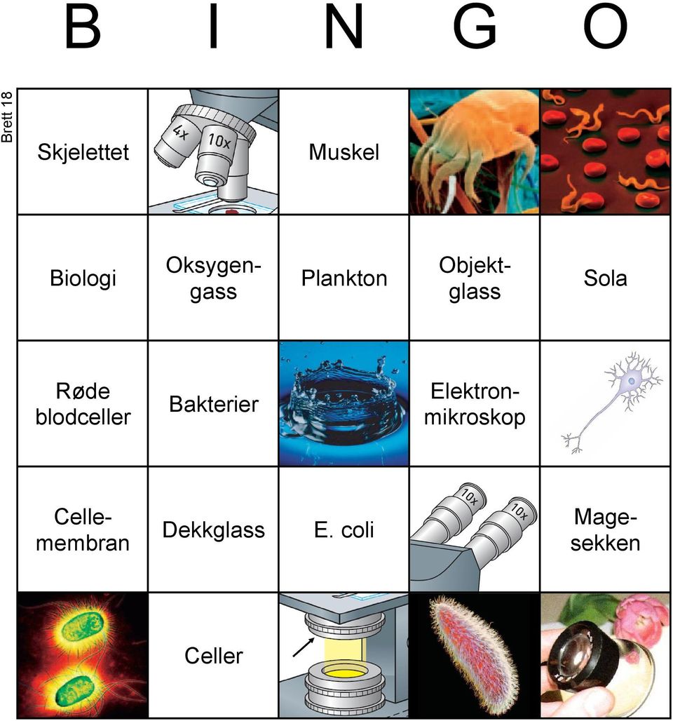 Plankton Sola Bakterier 2