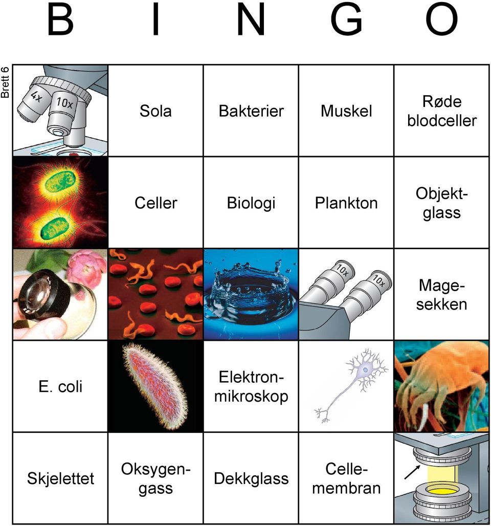 Plankton 3 6 cccc E.