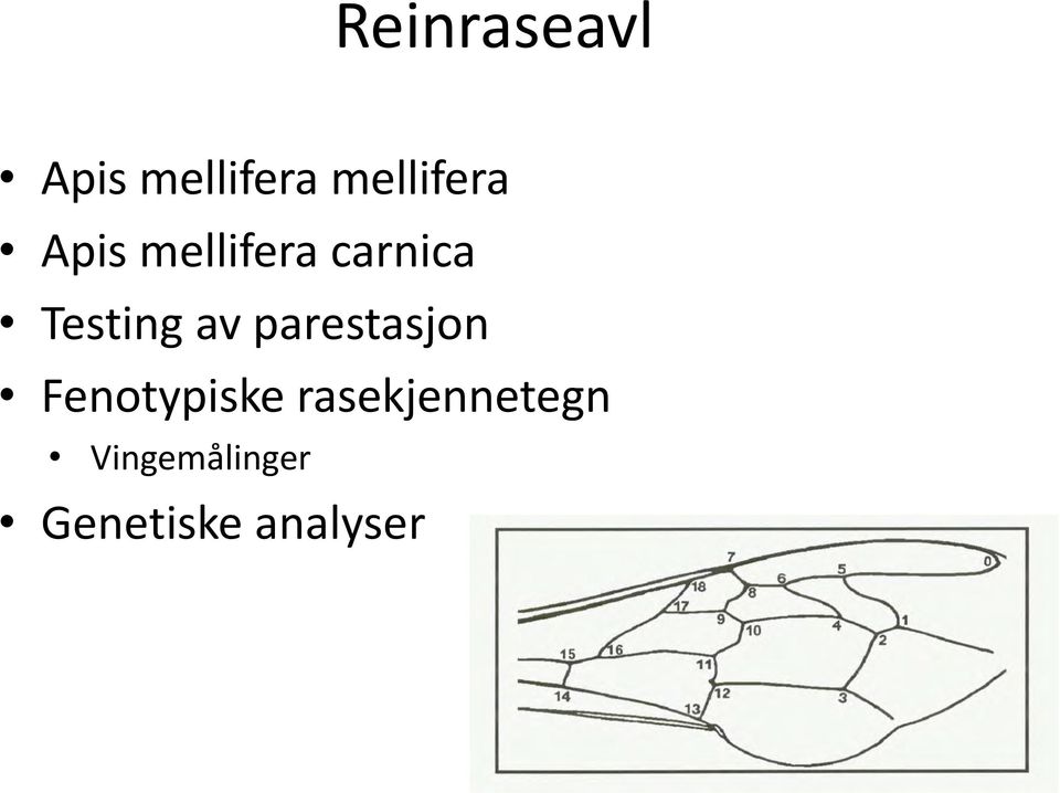 Testing av parestasjon Fenotypiske