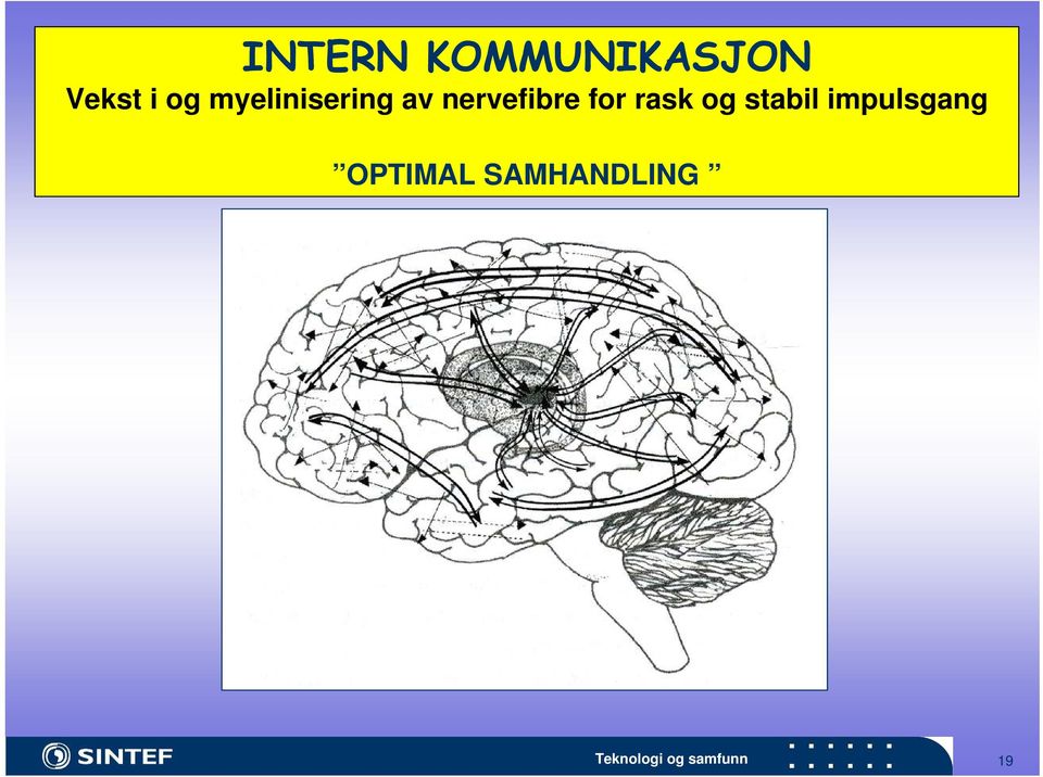 rask og stabil impulsgang OPTIMAL