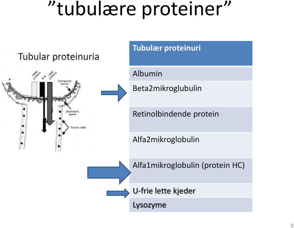 protein Alfa2mikroglobulin
