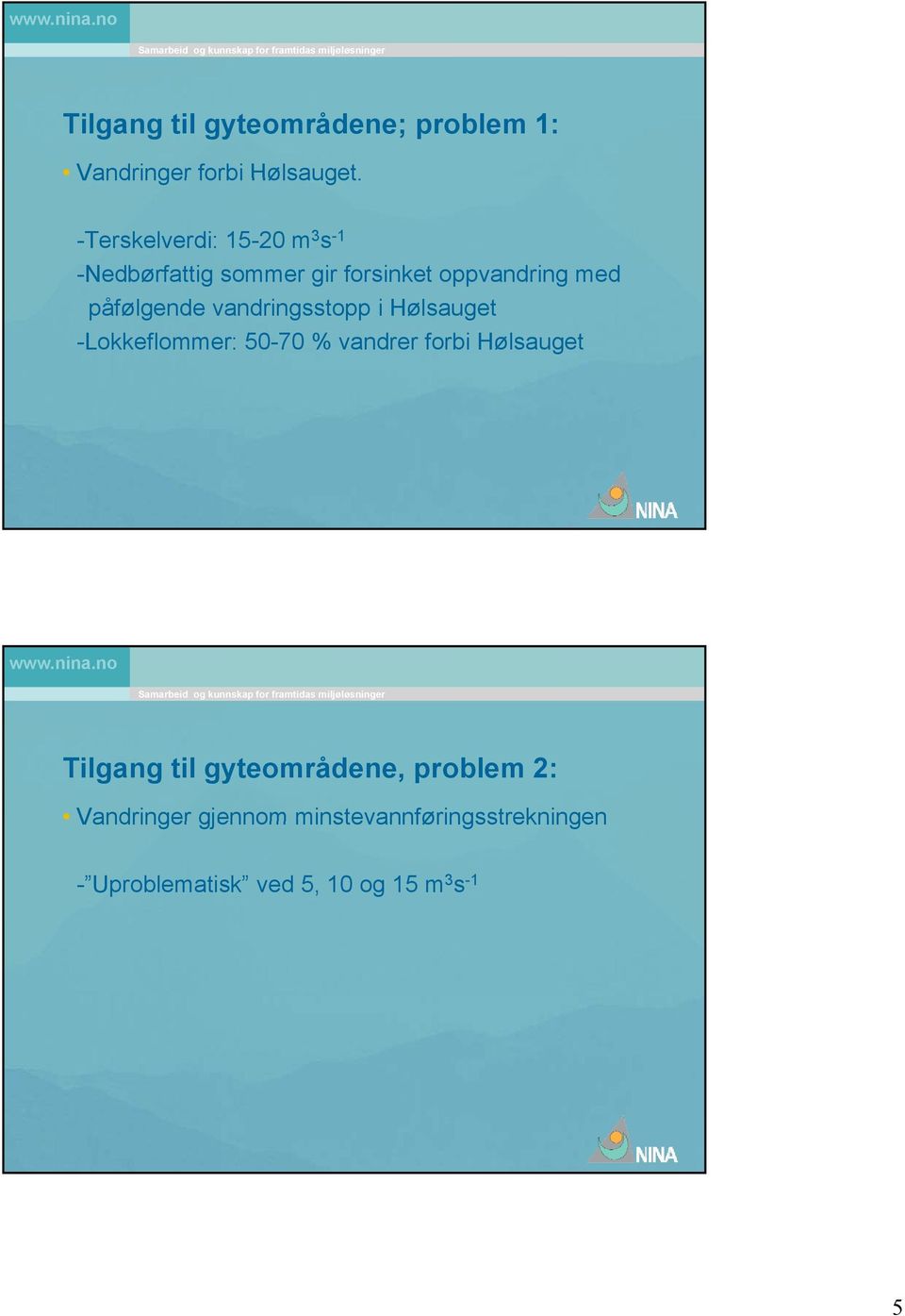 påfølgende vandringsstopp i Hølsauget -Lokkeflommer: 50-70 % vandrer forbi Hølsauget