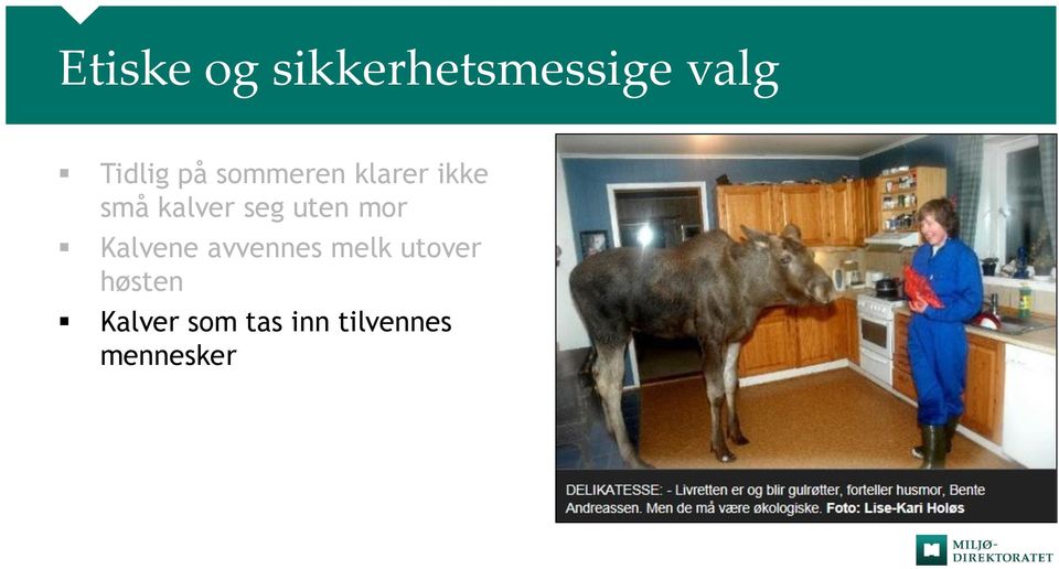 uten mor Kalvene avvennes melk utover