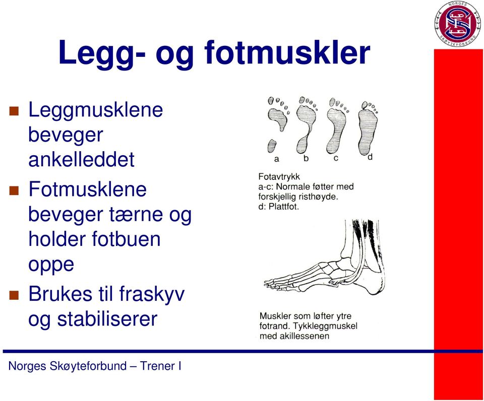 beveger tærne og holder fotbuen