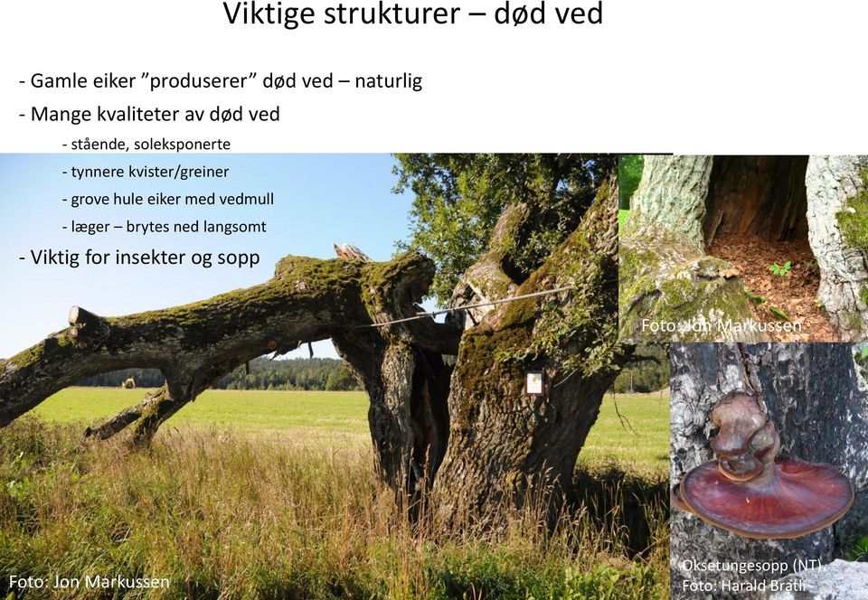 grove hule eiker med vedmull - læger brytes ned langsomt - Viktig for insekter