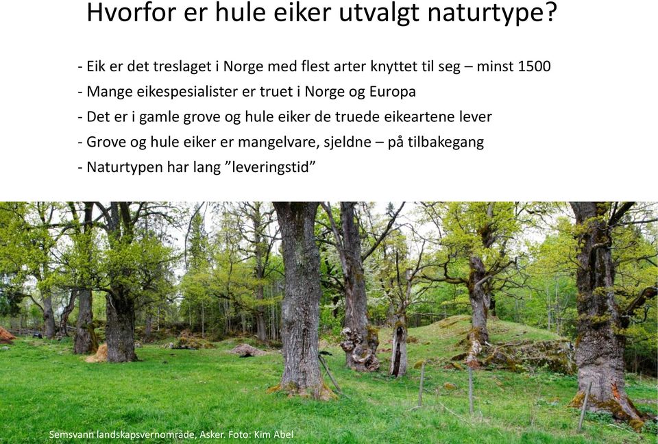eikespesialister er truet i Norge og Europa - Det er i gamle grove og hule eiker de truede