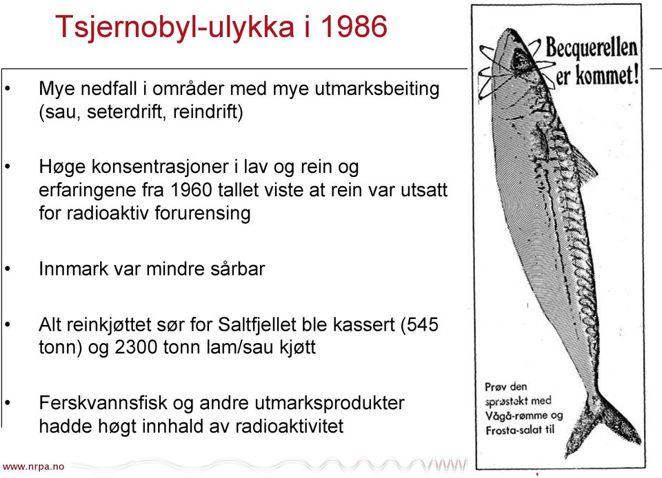 radioaktiv forurensing Innmark var mindre sårbar Alt reinkjøttet sør for Saltfjellet ble kassert (545