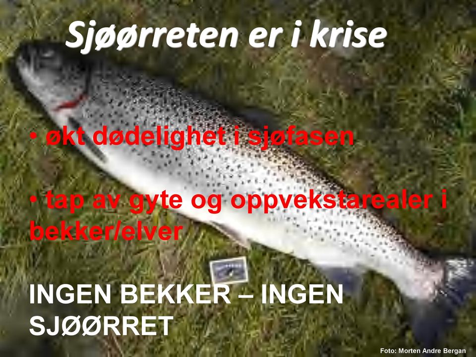 oppvekstarealer i bekker/elver INGEN