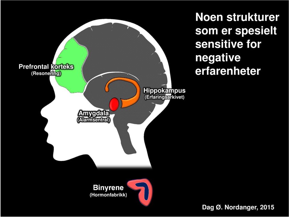 negative erfarenheter Hippokampus