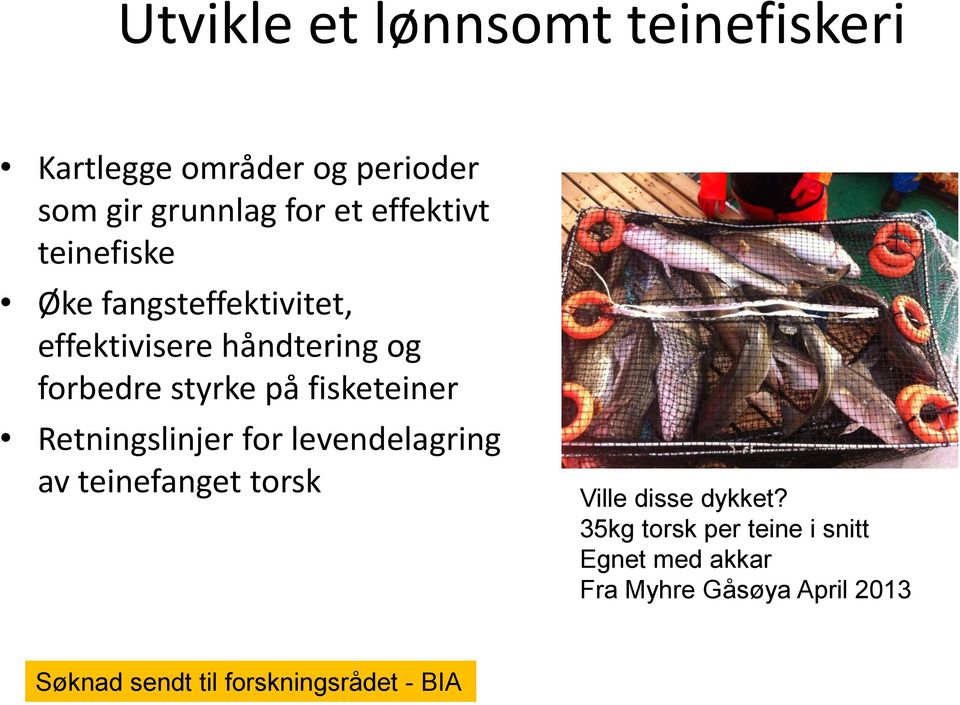 fisketeiner Retningslinjer for levendelagring av teinefanget torsk Ville disse dykket?