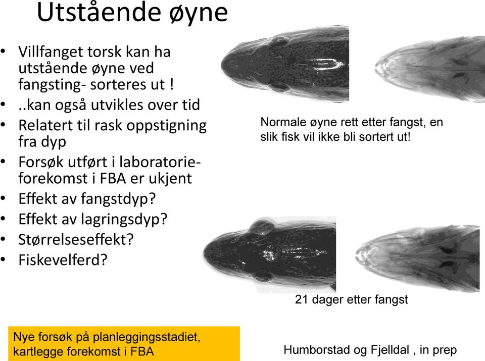 ukjent Effekt av fangstdyp? Effekt av lagringsdyp? Størrelseseffekt? Fiskevelferd?