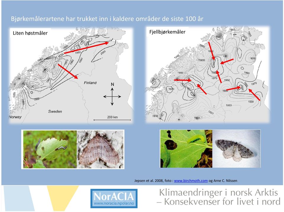 høstmåler Fjellbjørkemåler Jepsen et al.