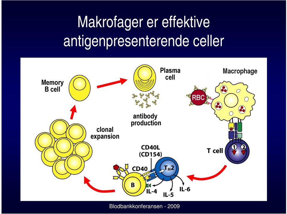 Memory B cell Plasma cell