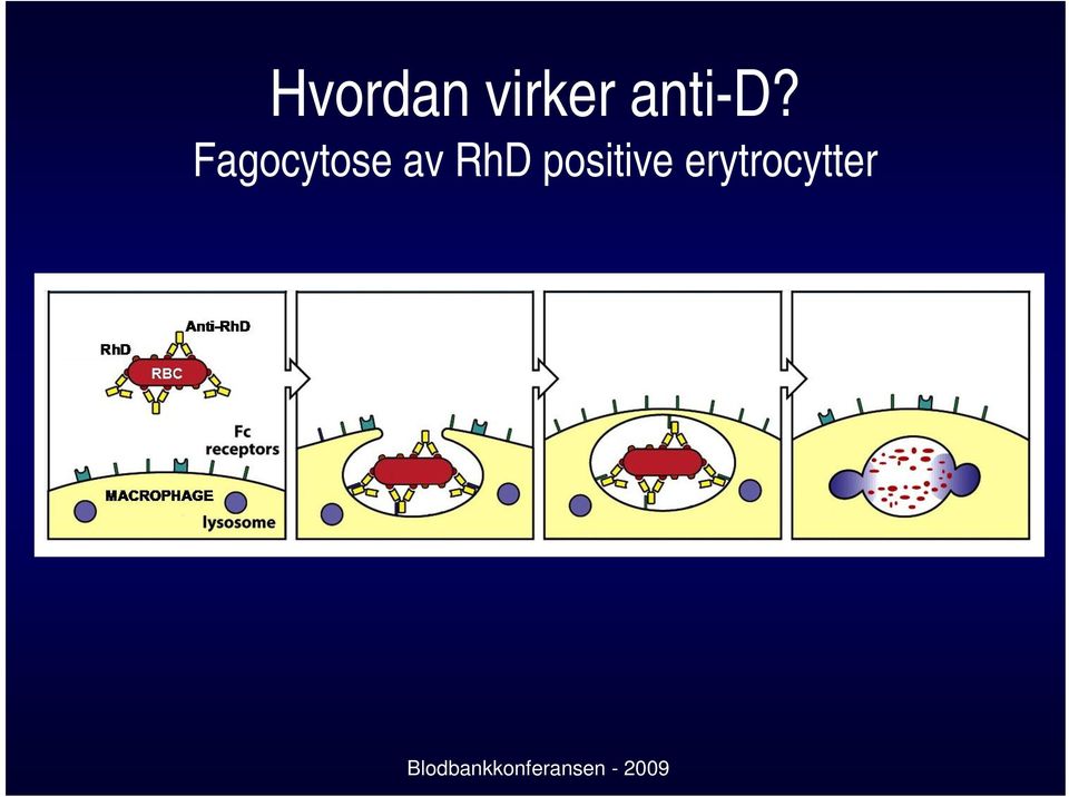 Fagocytose av