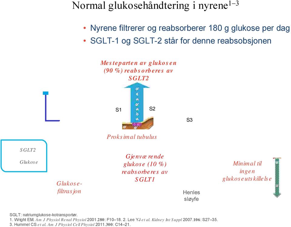 %) reabs orberes av S GLT1 Henles sløyfe Minimal til ingen glukos euts killels e SGLT: natriumglukose-kotransportør. 1. Wright EM.