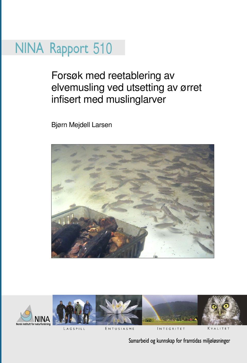 av ørret infisert med