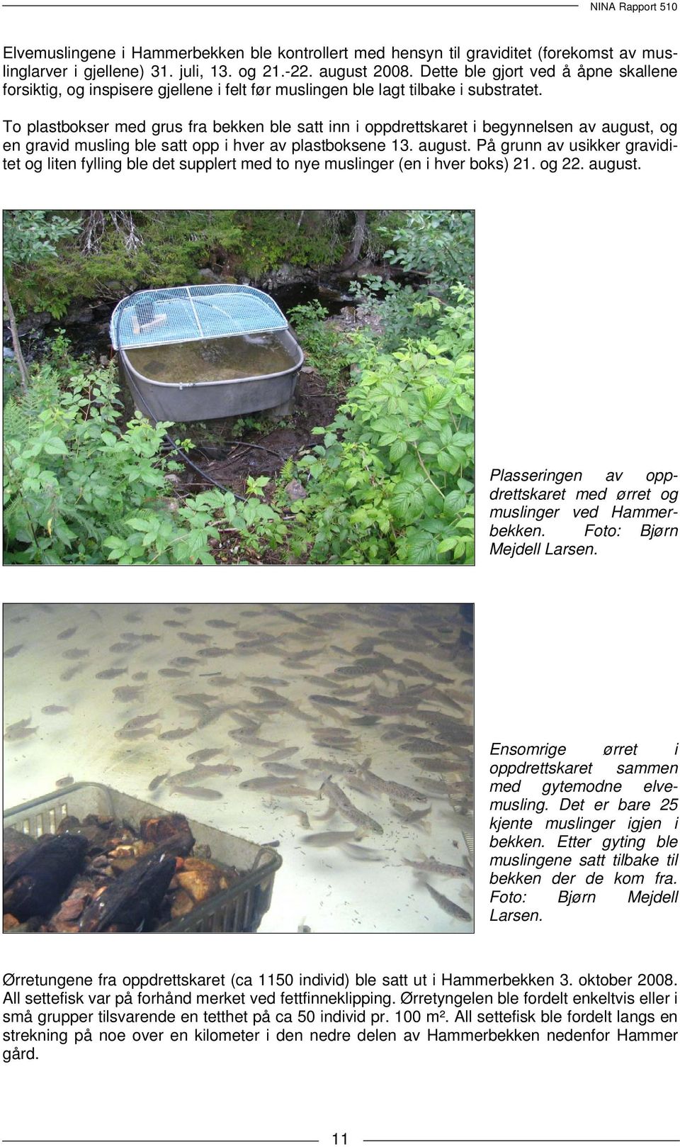 To plastbokser med grus fra bekken ble satt inn i oppdrettskaret i begynnelsen av august, og en gravid musling ble satt opp i hver av plastboksene 13. august. På grunn av usikker graviditet og liten fylling ble det supplert med to nye muslinger (en i hver boks) 21.