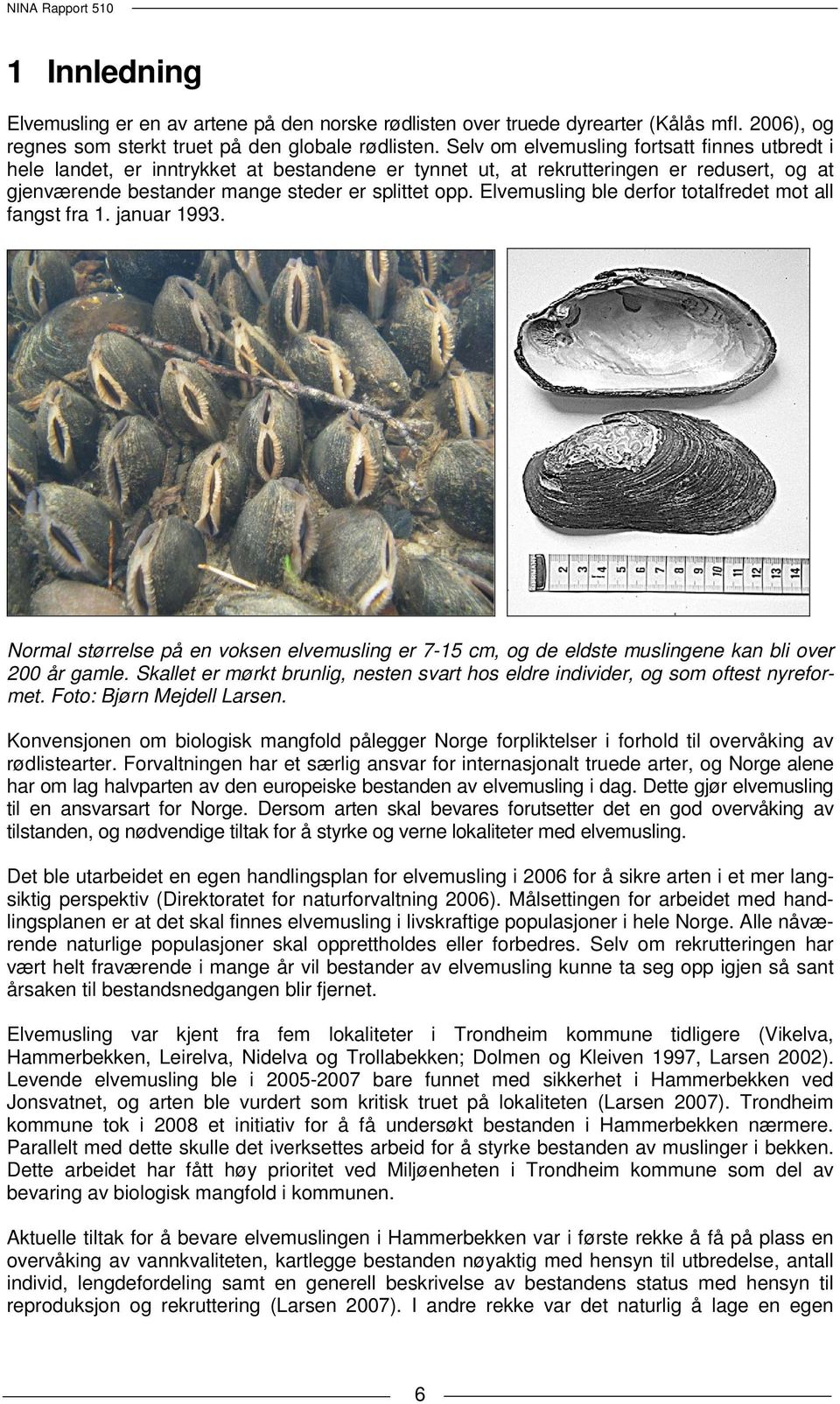 Elvemusling ble derfor totalfredet mot all fangst fra 1. januar 1993. Normal størrelse på en voksen elvemusling er 7-15 cm, og de eldste muslingene kan bli over 200 år gamle.