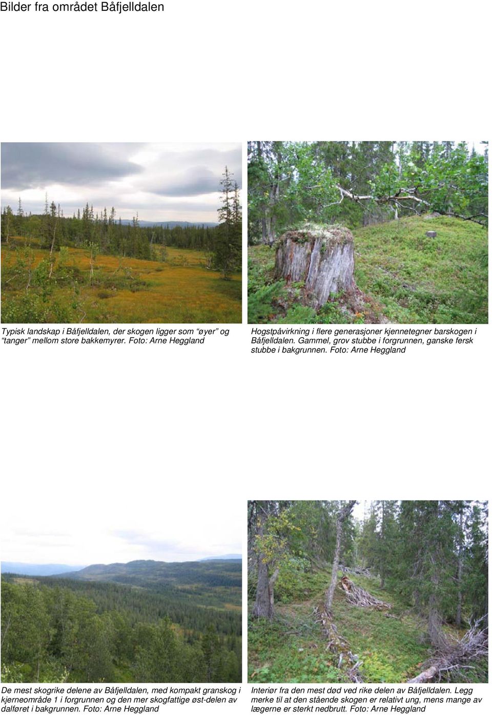 Foto: Arne Heggland De mest skogrike delene av Båfjelldalen, med kompakt granskog i kjerneområde i forgrunnen og den mer skogfattige øst-delen av dalføret i