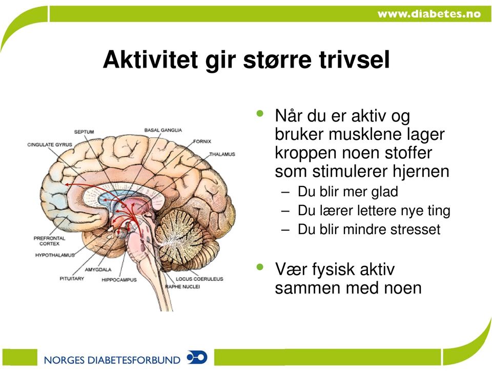 stimulerer hjernen Du blir mer glad Du lærer lettere