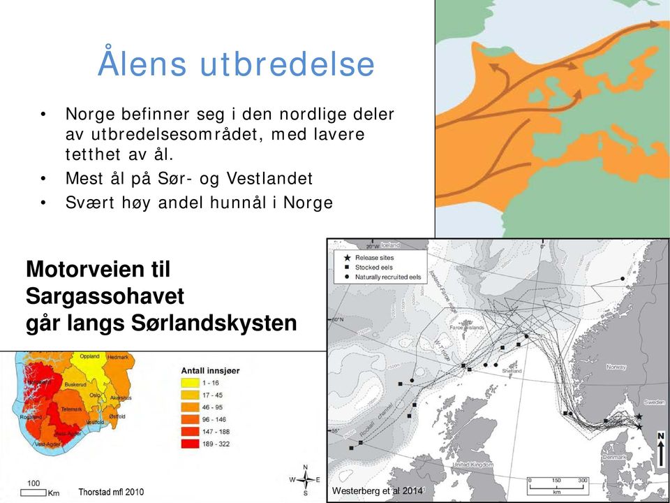 Mest ål på Sør- og Vestlandet Svært høy andel hunnål i