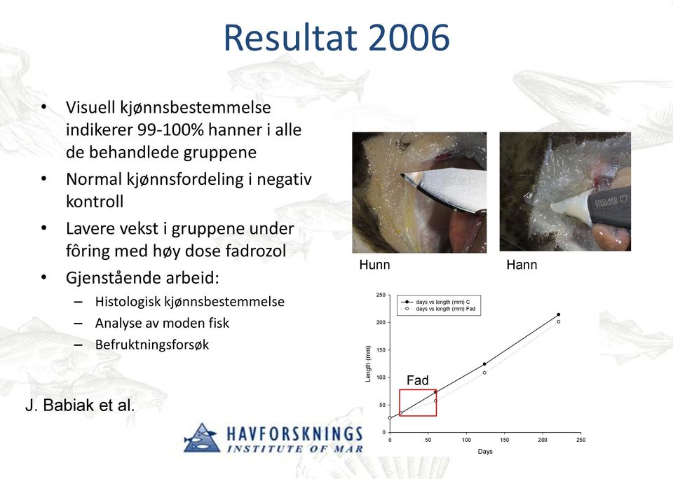 arbeid: Hunn Hann Histologisk kjønnsbestemmelse Analyse av moden fisk 250 200 days vs length (mm) C days