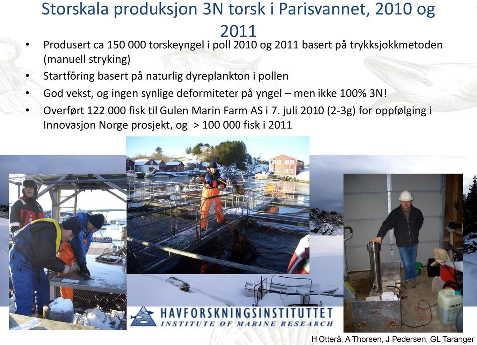 ingen synlige deformiteter på yngel men ikke 100% 3N! Overført 122 000 fisk til Gulen Marin Farm AS i 7.