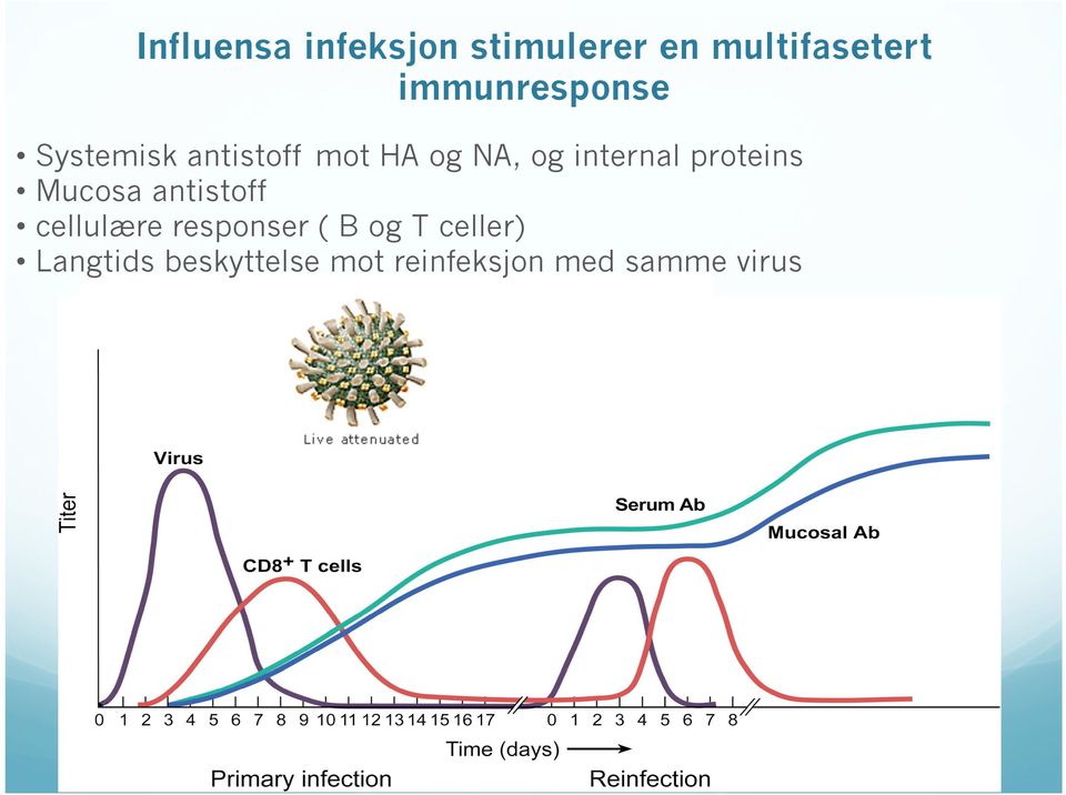 internal proteins Mucosa antistoff cellulære responser