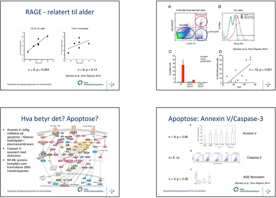 Apoptose: Annexin V/Caspase 3 Annexin V: tidlig indikator på apoptose flipover fosfolipider i plasmamembranen Caspase 3: assosiert med Alzheimer NF