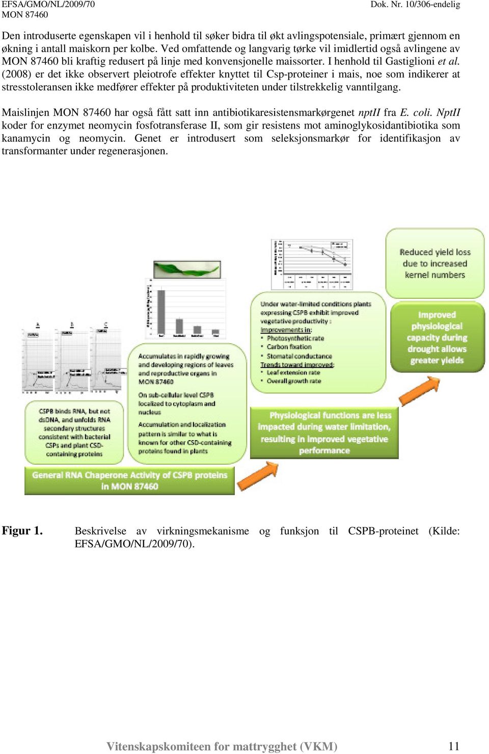 (2008) er det ikke observert pleiotrofe effekter knyttet til Csp-proteiner i mais, noe som indikerer at stresstoleransen ikke medfører effekter på produktiviteten under tilstrekkelig vanntilgang.