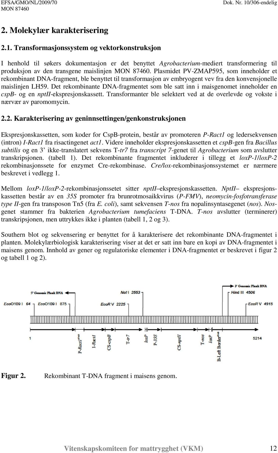 Plasmidet PV-ZMAP595, som inneholder et rekombinant DNA-fragment, ble benyttet til transformasjon av embryogent vev fra den konvensjonelle maislinjen LH59.