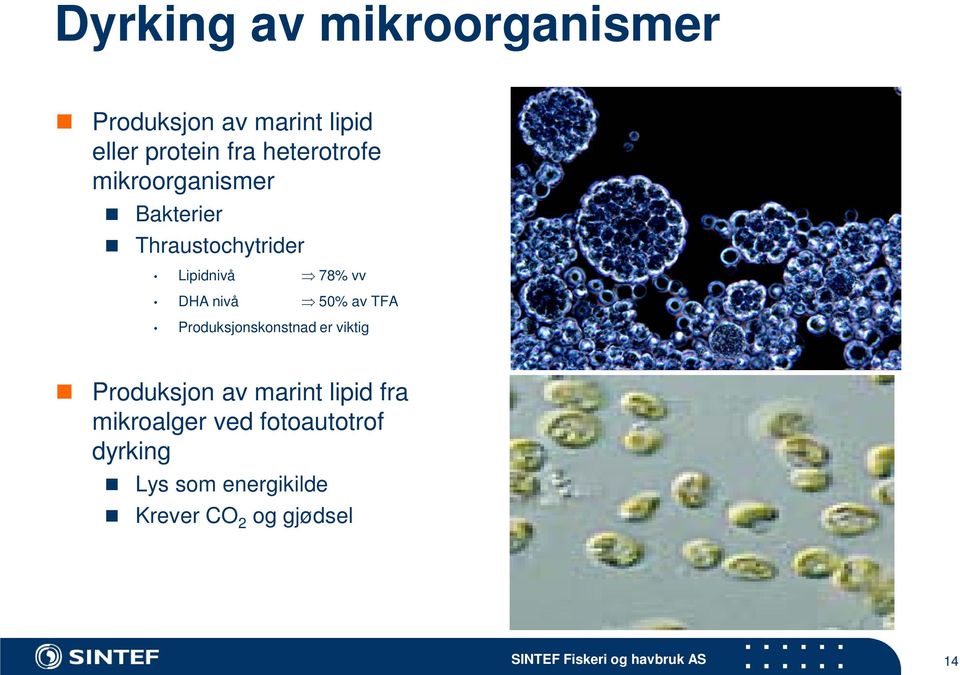 Produksjonskonstnad er viktig Produksjon av marint lipid fra mikroalger ved