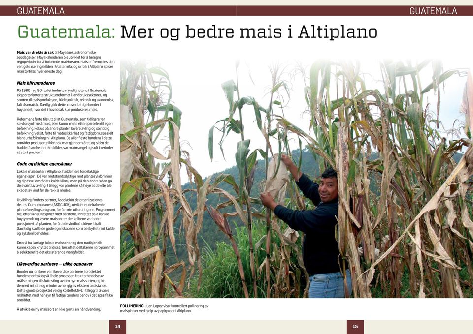 Mais er fremdeles den viktigste næringskilden i Guatemala, og urfolk i Altiplano spiser maistortillas hver eneste dag.