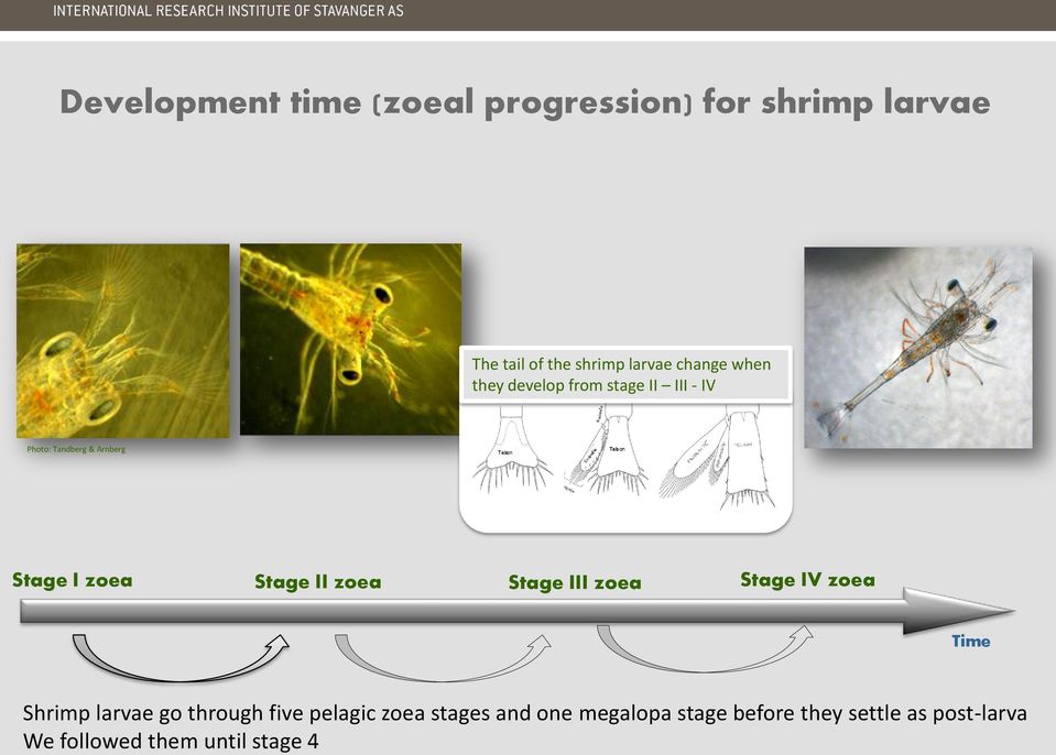 Stage II zoea Stage III zoea Stage IV zoea Time Shrimp larvae go through five pelagic