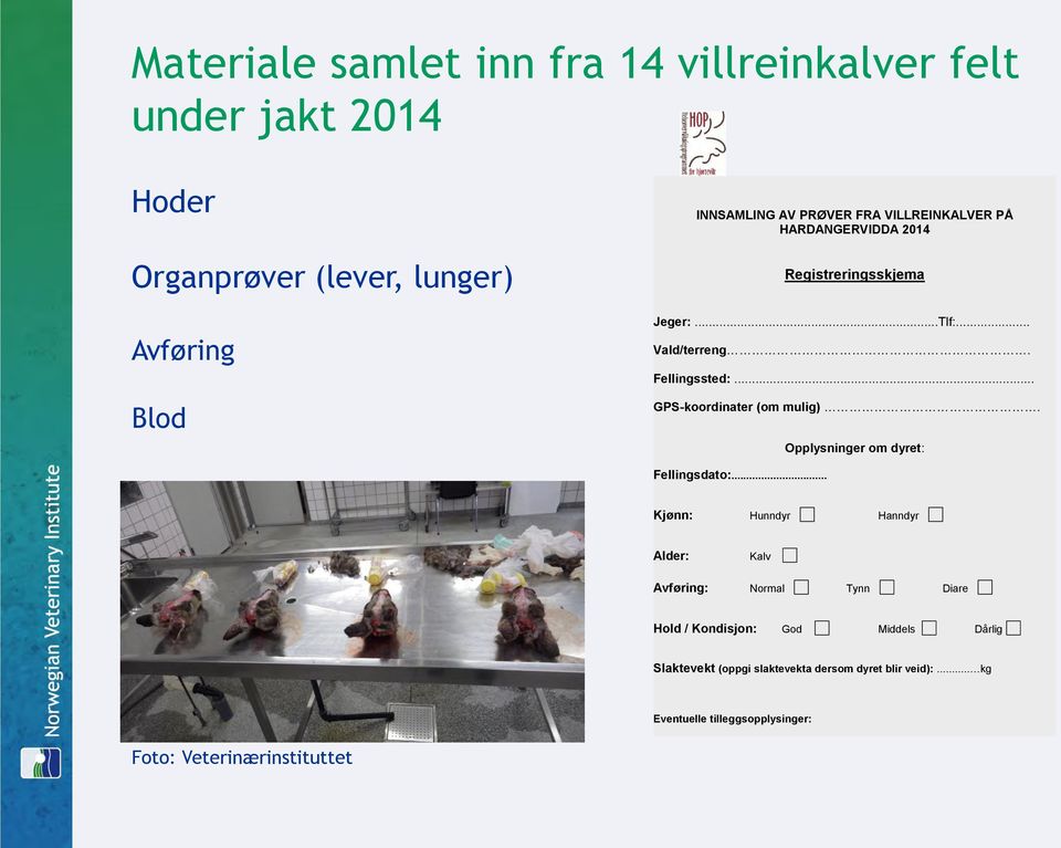 .. GPS-koordinater (om mulig). Opplysninger om dyret: Fellingsdato:.