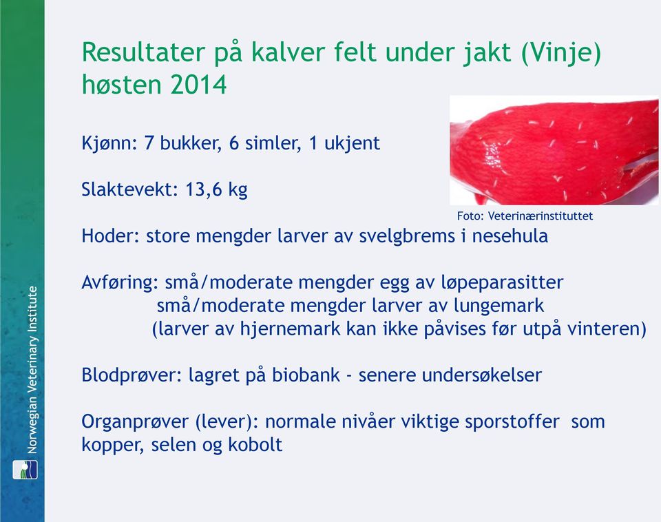 løpeparasitter små/moderate mengder larver av lungemark (larver av hjernemark kan ikke påvises før utpå vinteren)