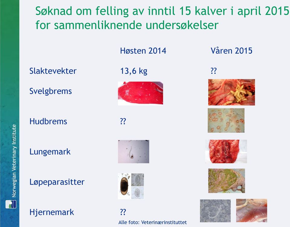 Slaktevekter 13,6 kg?? Svelgbrems Hudbrems?