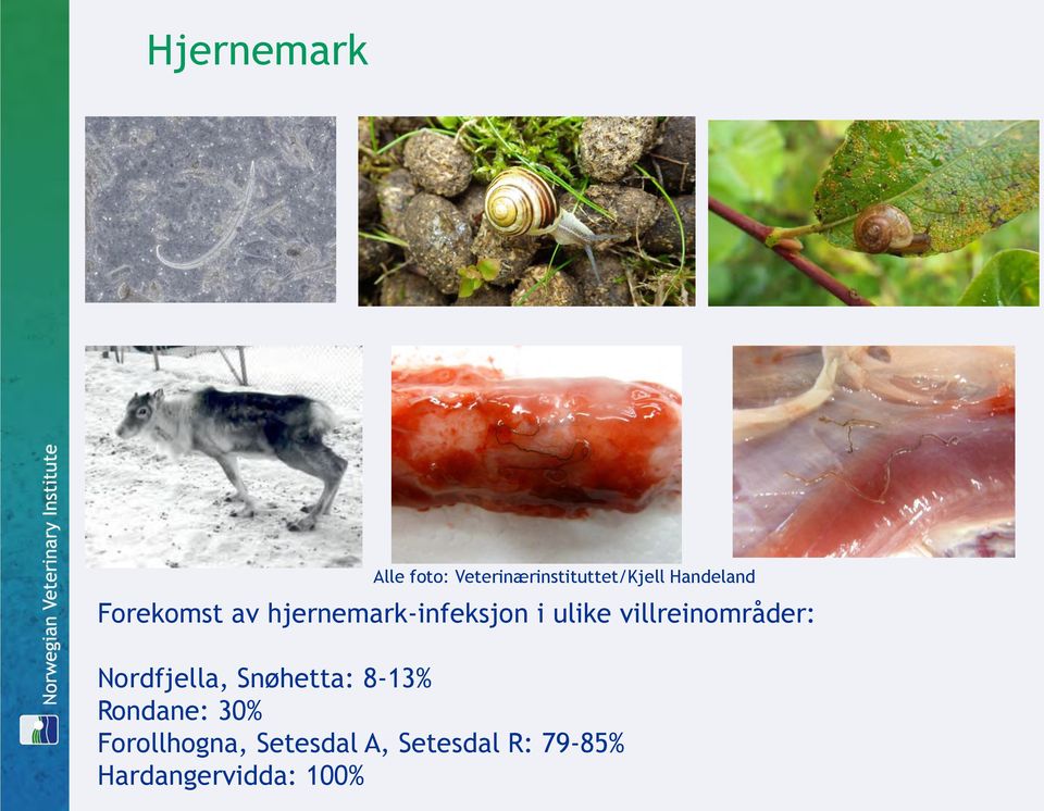 villreinområder: Nordfjella, Snøhetta: 8-13% Rondane: