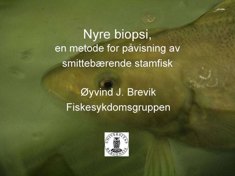 smittebærende stamfisk