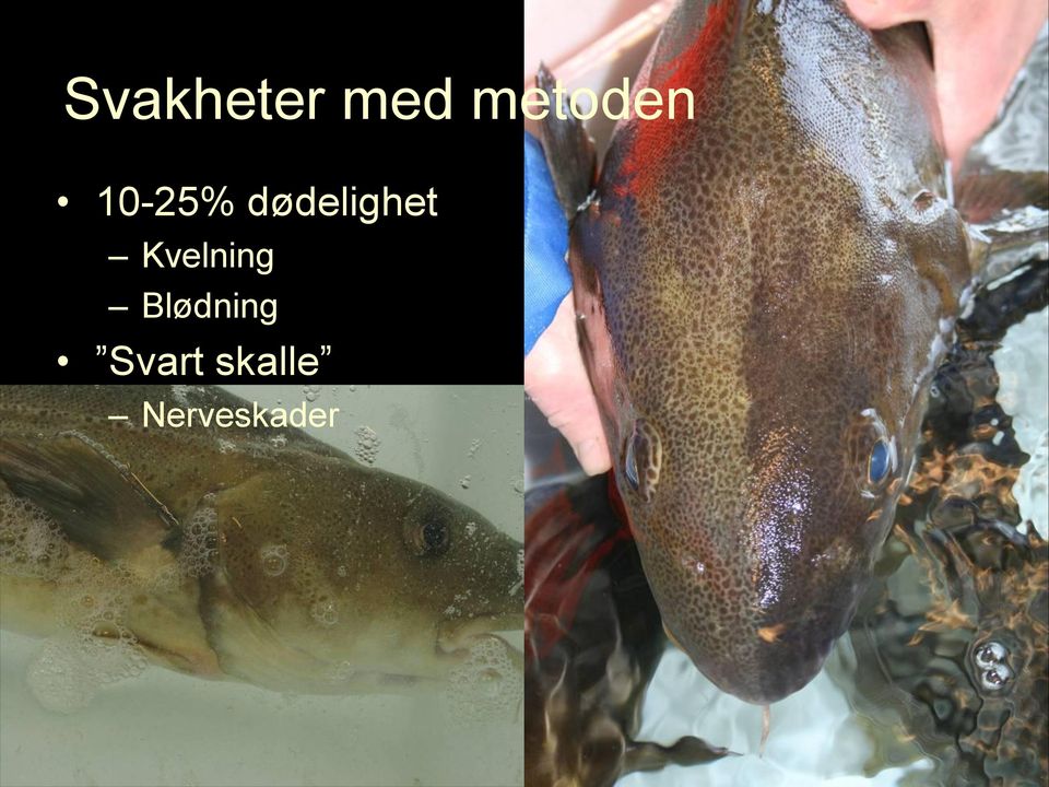 dødelighet Kvelning