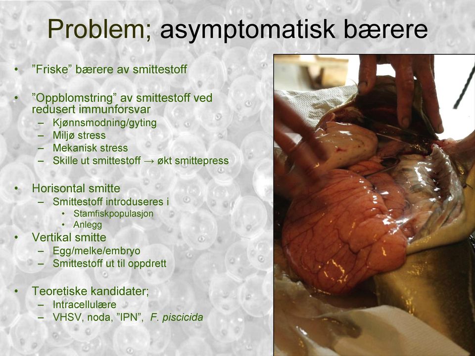 Horisontal smitte Smittestoff introduseres i Stamfiskpopulasjon Anlegg Vertikal smitte