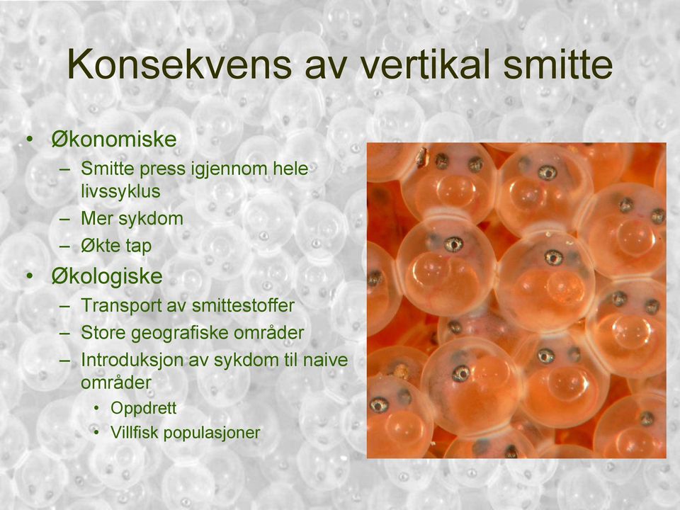 Transport av smittestoffer Store geografiske områder