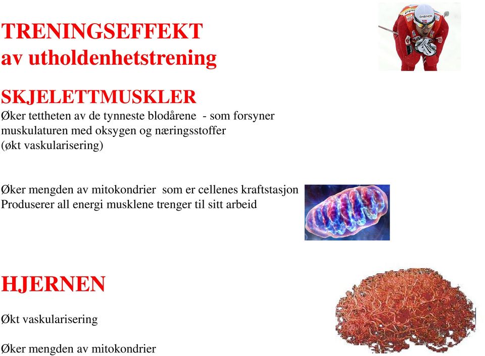 vaskularisering) Øker mengden av mitokondrier som er cellenes kraftstasjon Produserer