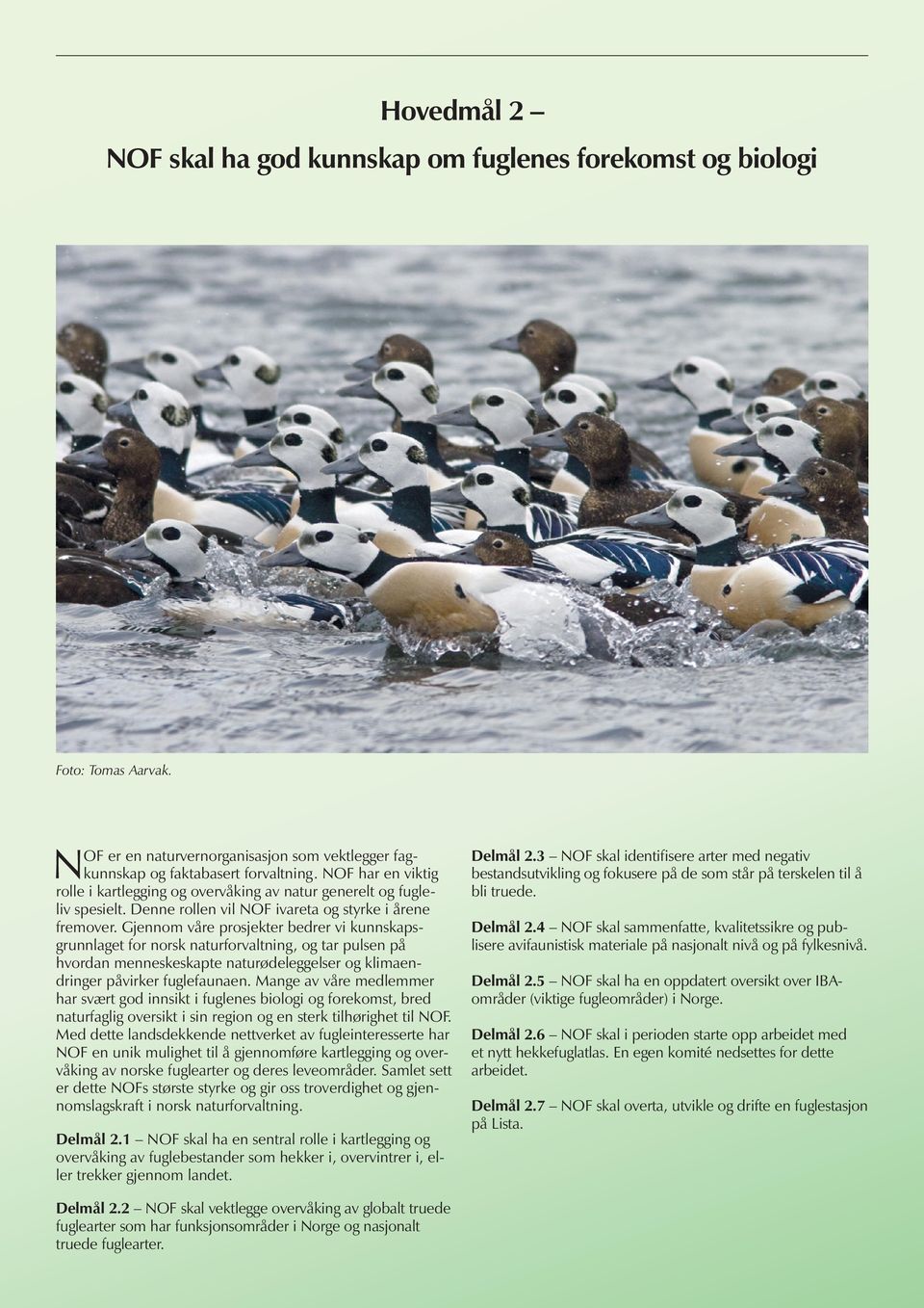 Gjennom våre prosjekter bedrer vi kunnskapsgrunnlaget for norsk naturforvaltning, og tar pulsen på hvordan menneskeskapte naturødeleggelser og klimaendringer påvirker fuglefaunaen.