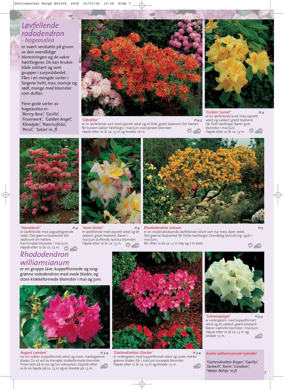 Flere gode sorter av hageasalea er: Berrry Rose, Cecille, Feuerwerk, Golden Angel, Klondyke, Narcissifolia, Persil, Satan m. fl.