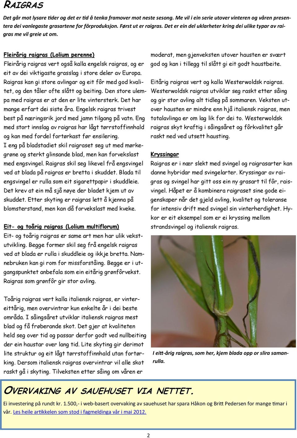 Fleirårig raigras (Lolium perenne) Fleirårig raigras vert også kalla engelsk raigras, og er eit av dei viktigaste grasslag i store deler av Europa.