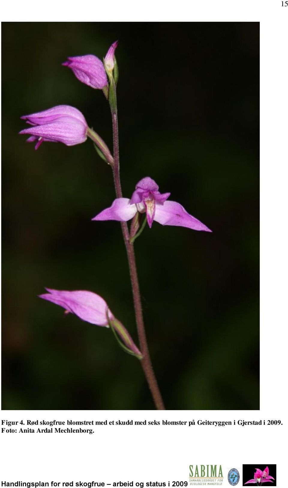 skudd med seks blomster på