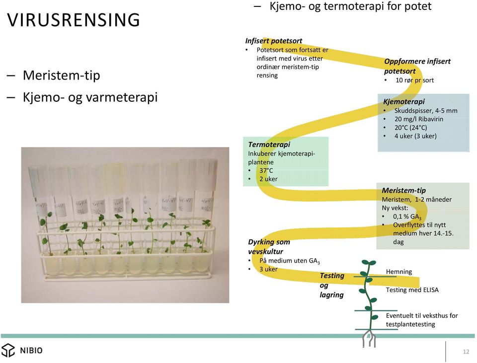 lagring Oppformere infisert potetsort 10 rør pr sort Kjemoterapi Skuddspisser, 4 5 mm 20 mg/l Ribavirin 20 C (24 C) 4 uker (3 uker) Meristem tip