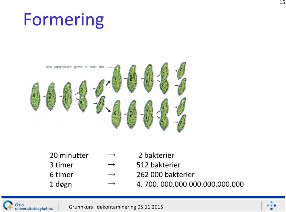 bakterier 6 timer 262 000